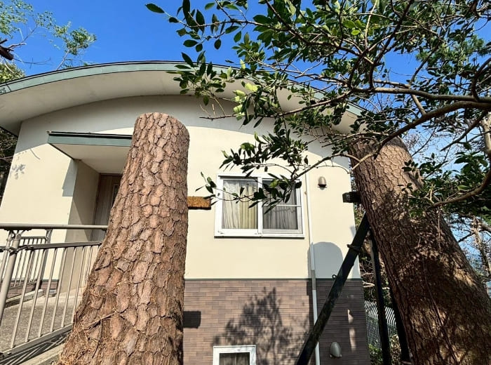 高所作業・特殊伐採のAFTER画像