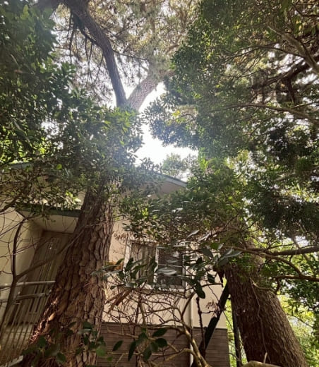 高所作業・特殊伐採のBEFORE画像