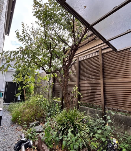 伐根のBEFORE画像